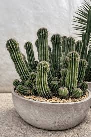 Euphorbe horrida